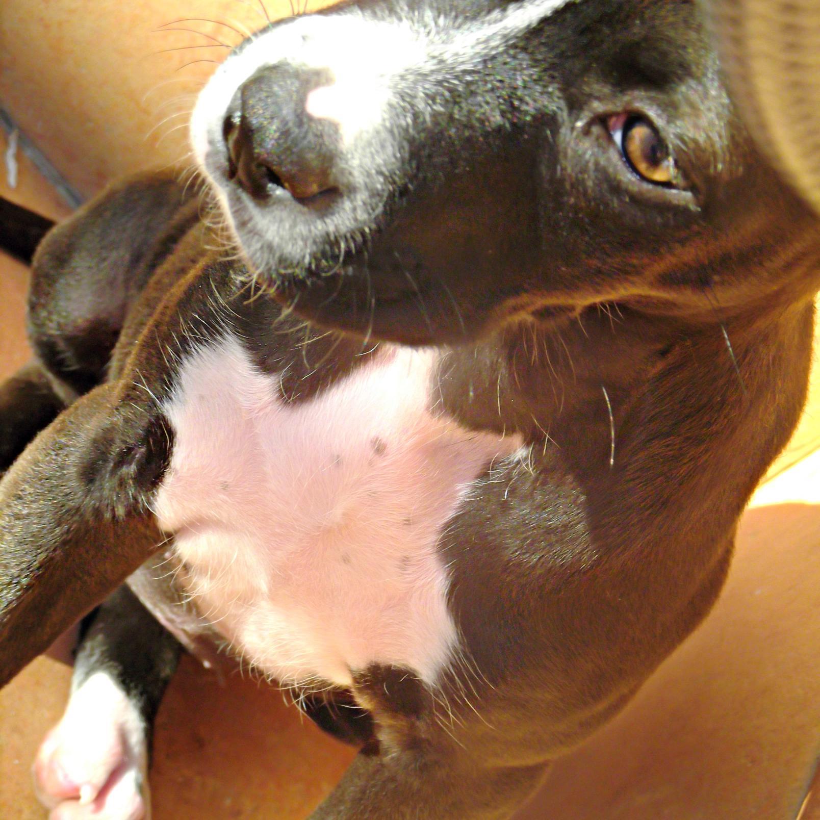 Una perrita de pocos meses. Soy muy traviesa y me gusta jugar, morder zapatillas y todo lo que encuentre. Mezclada de Pitbull.