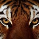 Thomas Otto ( The eye of the tiger ) - @tigertheofeye - Twitter