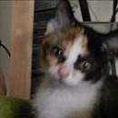 RonaldWittwer's profile picture. 