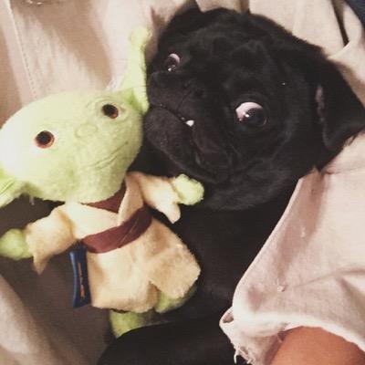 Im a pug. I belong to @MaiaMitchell. Came home to mommy thursday, feb 6, 2013. I am a pug. Woof woof!