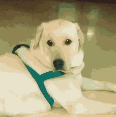 I am a (massive 42 kg Labrador) dog.  Currently in India with my Mom, Dad and my elder brother (Dada). I like you already.