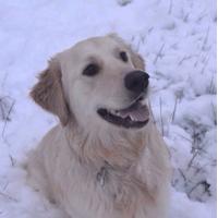 AutismService Potter (@potterpuppy) 's Twitter Profile