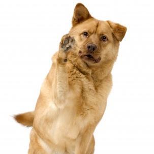 I am one of the best Dog CEO in the California so feel free to ask me!