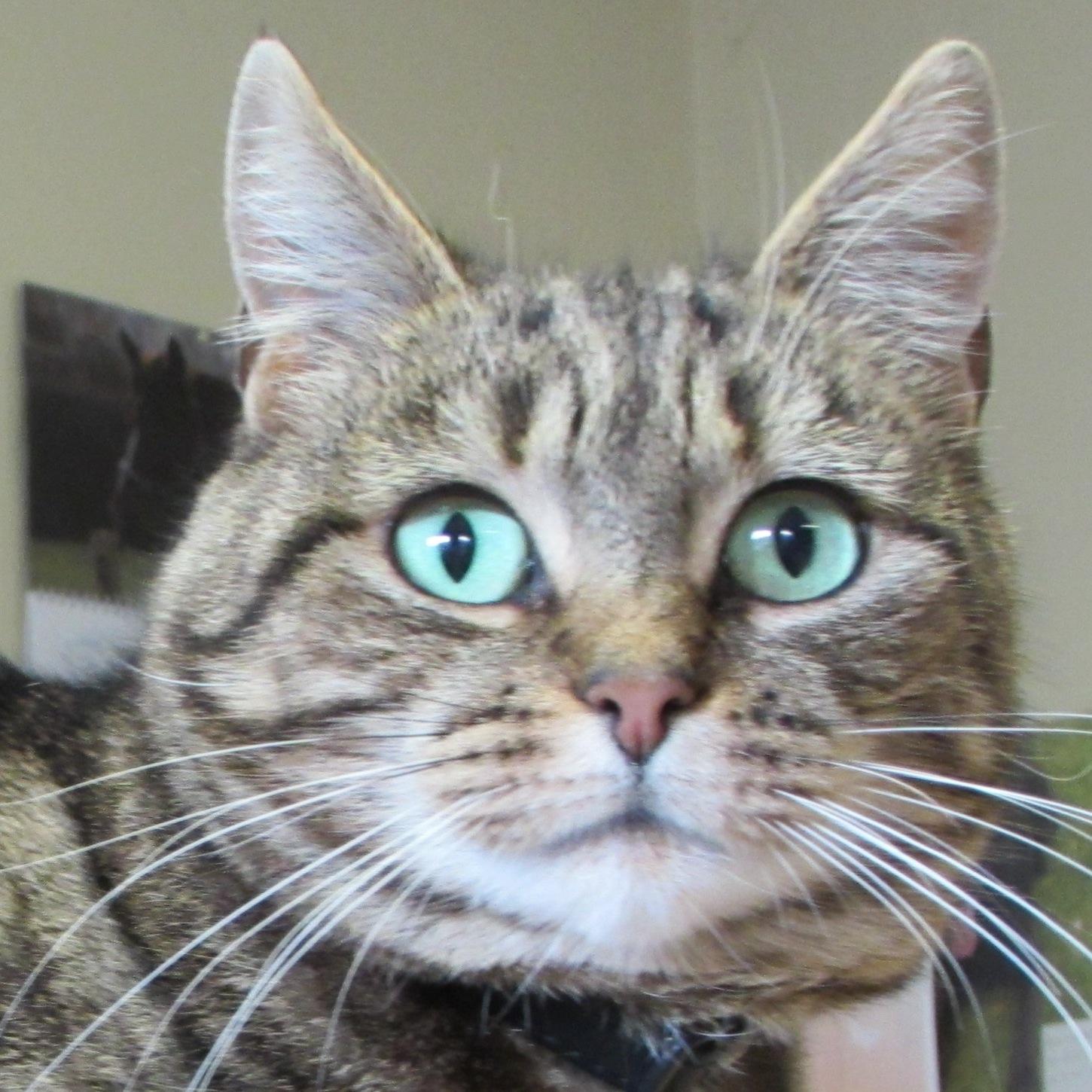 pawsawhilevets's profile picture. 