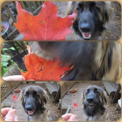 ogerarmy's profile picture. 왠만해선 혼잣말만중얼거립니다 말걸어주셔도 반응해요