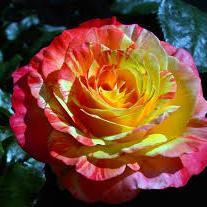 DanielaGaines81's profile picture. The best way out is always through.-Robert Frost