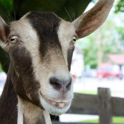 hensallfair's profile picture. The Hensall South Huron Agricultural Society Hard at work planning this year's best fair yet! June 12th-13th 2015