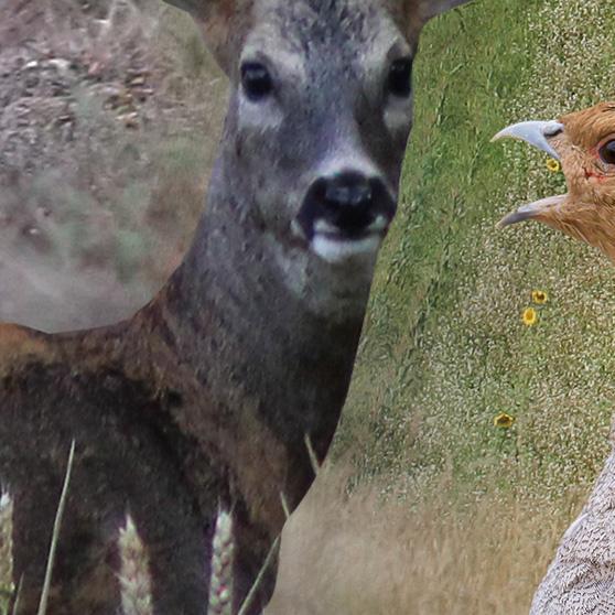 FDC51's profile picture. Suivez l'actualité de la #chasse dans la #Marne et en #Champagne Ardennes.