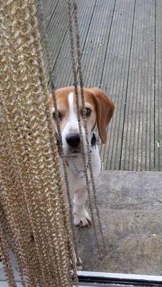 Ex rescue beagles, came to live with adoring folk/slaves in January 2015. Just about got the hang of living in a house and being loved.  Life is good for us!!!