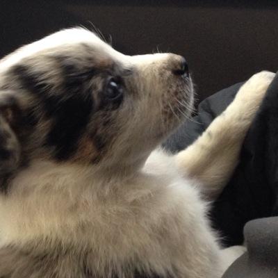 harryleechamp's profile picture. 