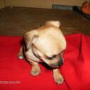 Joyce Purvis-Gibson - @JOYCEG56 - Twitter