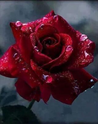 santana12036's profile picture. 