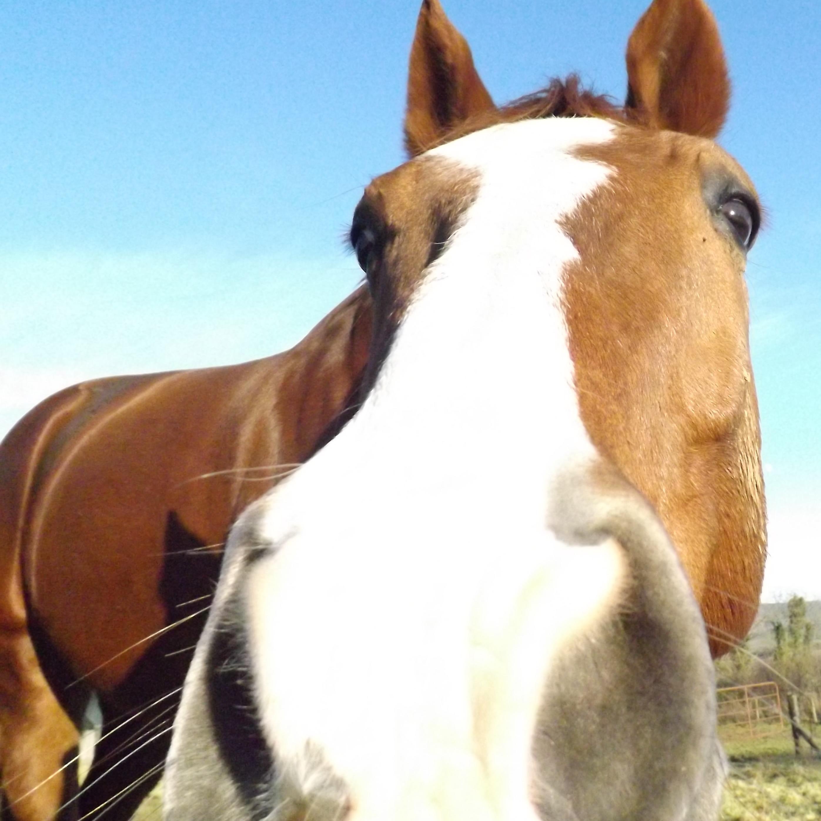 Oh__Reilly's profile picture. OhReilly here, I'm a rescue horse and I'm helping my owner raise money so we can open our dream Holistic Equine Yard and Retreat. OhReilly2015@gmail.com