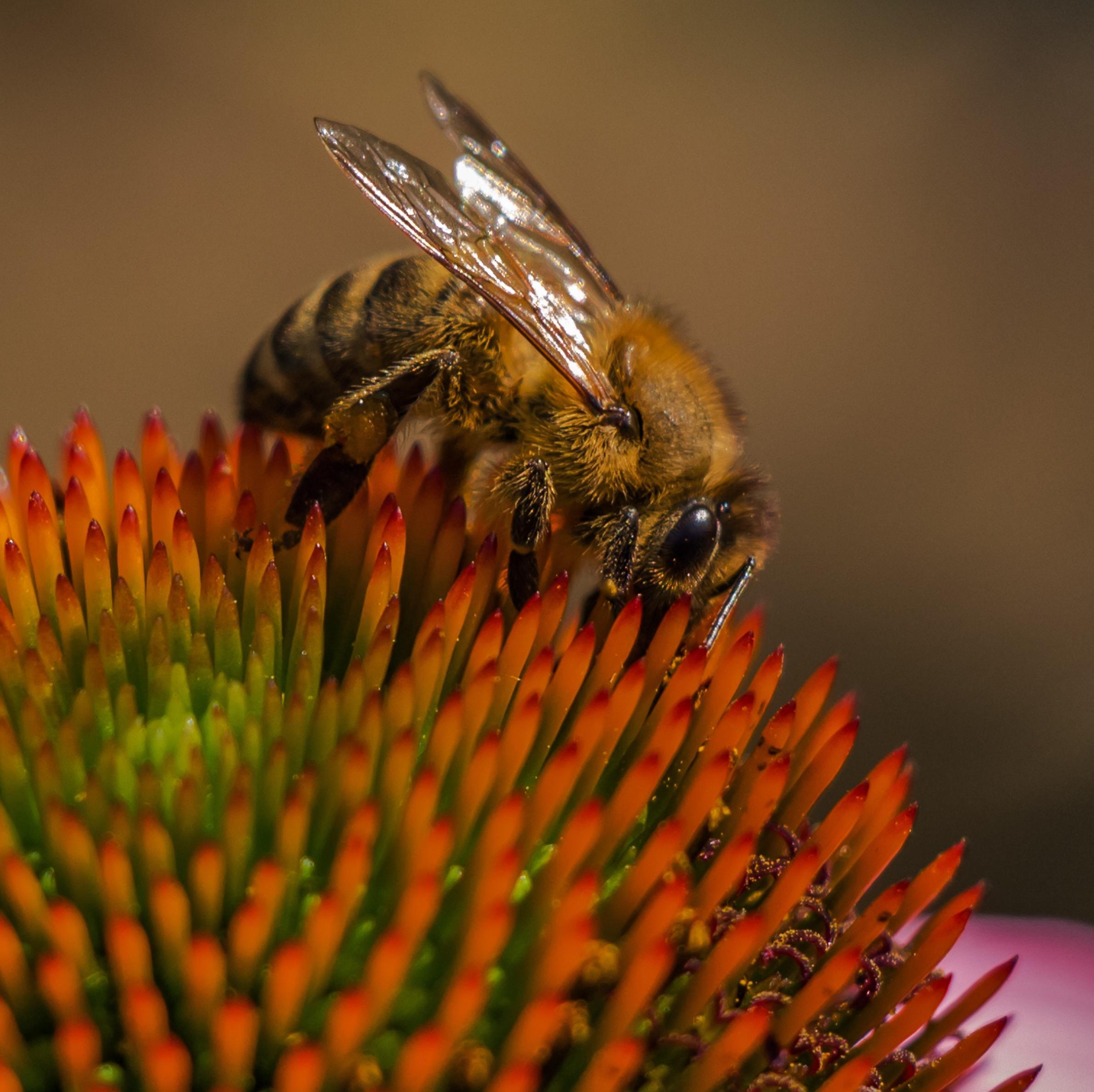 Official Twitter feed for the Ecology and Evolution Research Group at @UniversityLeeds