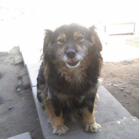 Difundo🙏🏻🐾 para no ver más animalitos abandonados en las calles y que consigan un hogar. Quiero un trato digno para las personas mayores.