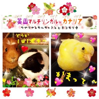 Nae Takara 苗 真田丸a4 マサ就活記 大河ドラマ 真田丸 第4話から作ったイケメン補充サプリ動画 今回は 勝頼 平岳大 は少なめですが 昌幸 草刈正雄 大量投入 もちろんシゲ 高木渉 光秀 岩井尚史 信長 吉田鋼太郎 も T Co Ayz6scyziq