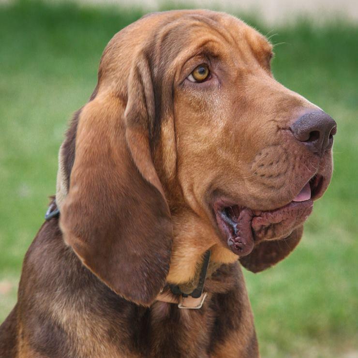 Originally bred for hunting, most bloodhounds now track people. Sam's job at DC MPD is to help police solve crimes and find missing persons.