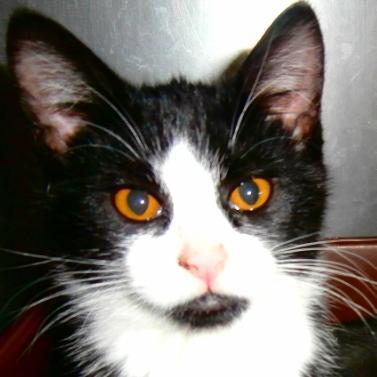 (208) 882-1772 Cedar Veterinary Hospital is committed to providing you and your animal excellent service at affordable prices!