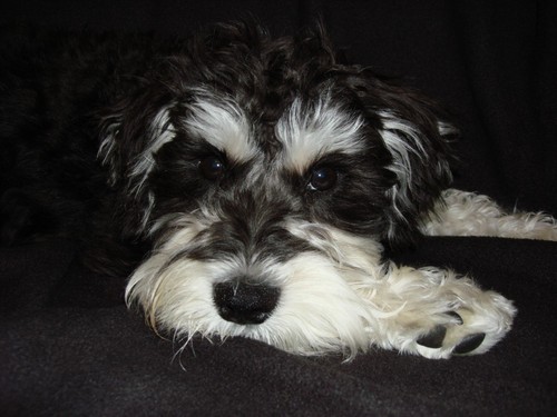 BuckyDog's profile picture. I am a miniature schnauzer who tweets for himself & occasionally his master Dan Feldstein. AT&T employee. Arf.