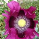 Anne Jack - @annljack - Twitter