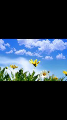 ahmed155370's profile picture. 