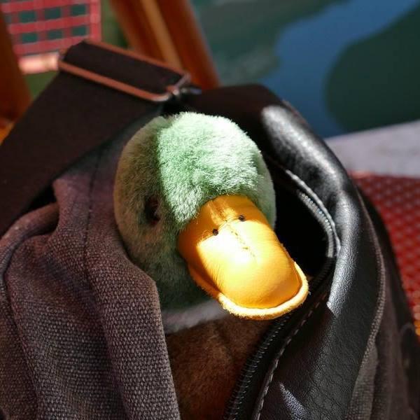 thequacksoflife Profile Picture