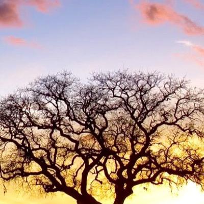 anniech13's profile picture. 