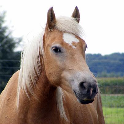AnjaPaard Profile Picture