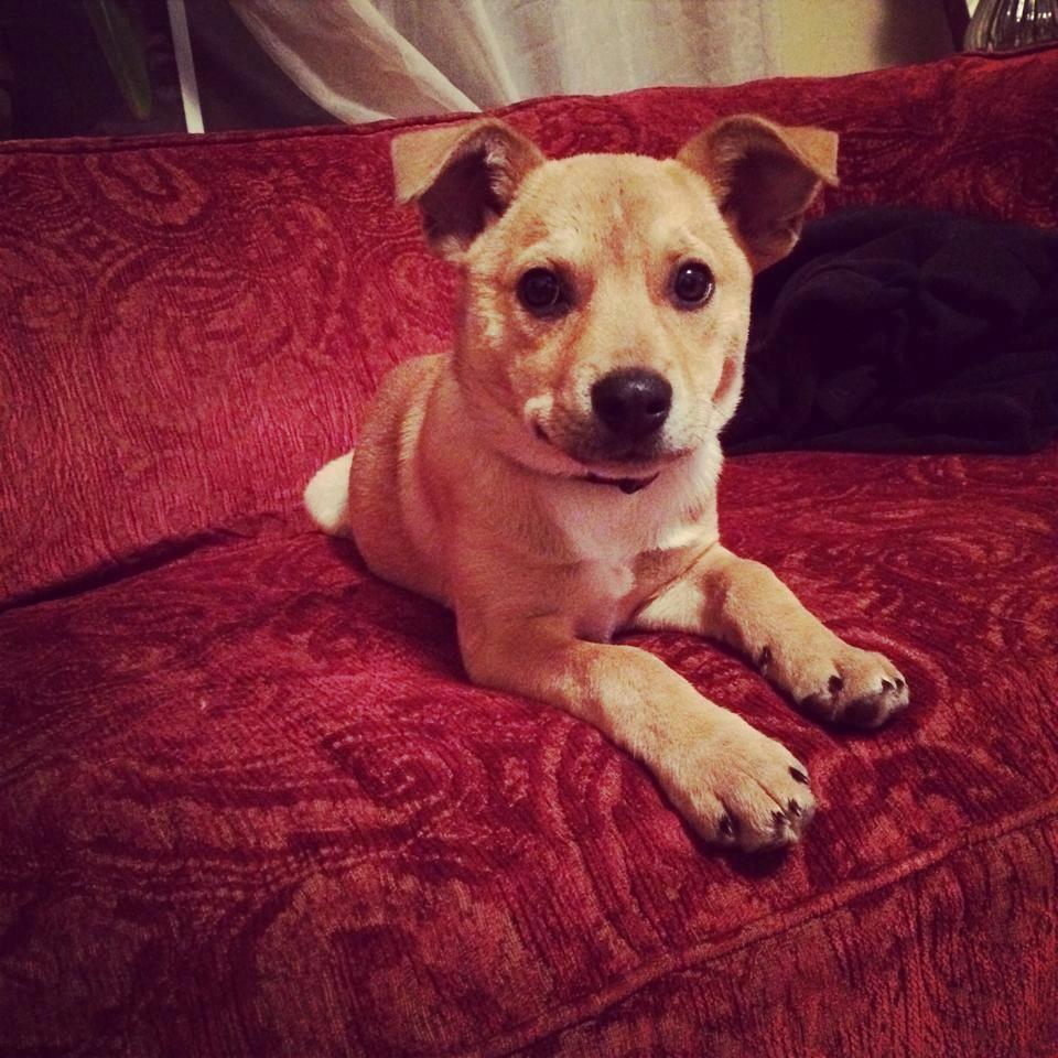 Foster based humane society that rescues death row animals, completely vets them and adopts them into loving, forever homes
