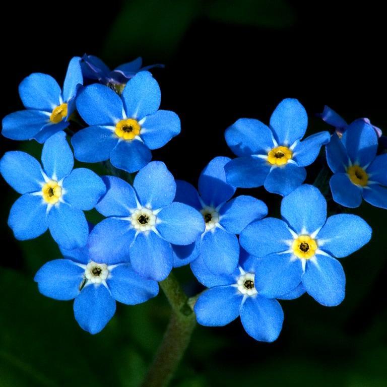 Iwona500's profile picture. 