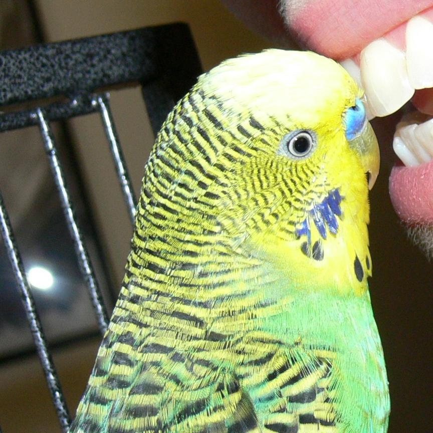 I'm Disco, the chatty budgie on PBS/BBC Pets - Wild at Heart and YouTube. I talk, snore, bark, meow, and quote Monty Python. Oh, and I ❤️ science. (RIP 1/2016)