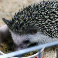 nyu2's profile picture. もう死んでる