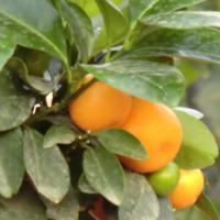 Jaz (@paperguy_jaz) Twitter profile photo