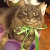 Andrea Passe (@black4catttt) 's Twitter Profile