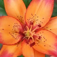 amysoup80's profile picture. 