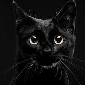 Truly, I know cats who can perform #SEO