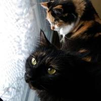 GLaDOS 'n Chelle (@gladosnchelle) Twitter profile photo