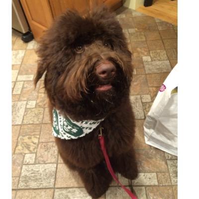 Hi! My name is Coco and I'm a mini Chocolate #Labradoodle ❤️@Tessa_Pug is my little #paw pal angel