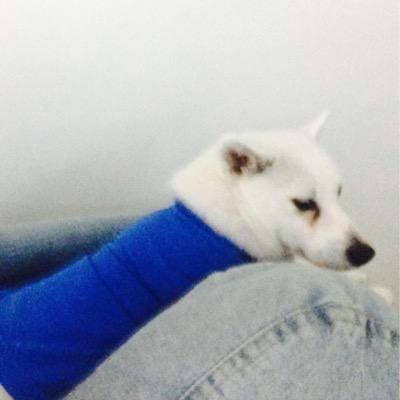rockomiami's profile picture. American Eskimo living in Miami
