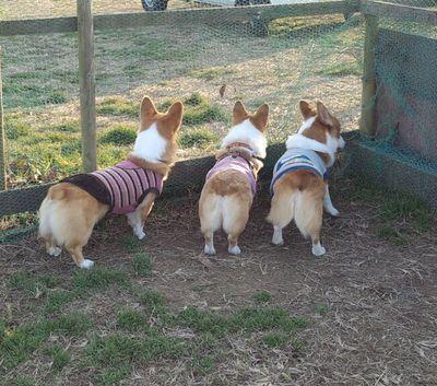 3コーギーとの暮らしを楽しんでいます。
犬との暮らしの事。好きなもので暮らしたい✨