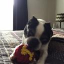 Debbie Reese - @DebReesesCup - Twitter