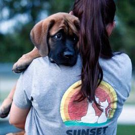 Sunset vet sale clinic
