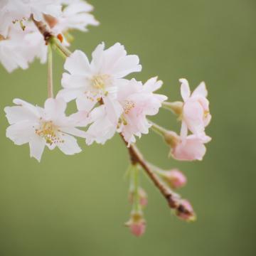 かつて廃止に向かいそうになった、武蔵野市にたった一つしかない #桜堤児童館 について調べていたアカウント。当時の状況や、みんなで行動したあれこれはブログに残してあります。私たちは桜堤児童館・子育て支援施設・子ども・教育・地域に関心があります。