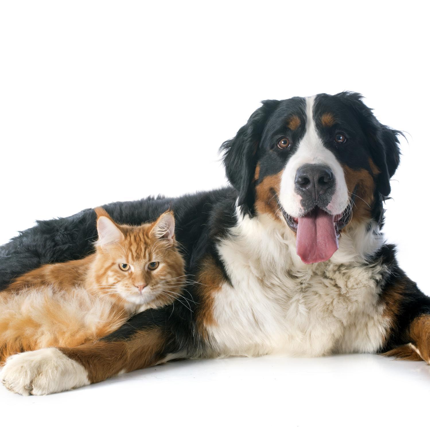 Sharing our love of pets through fun photos & videos.