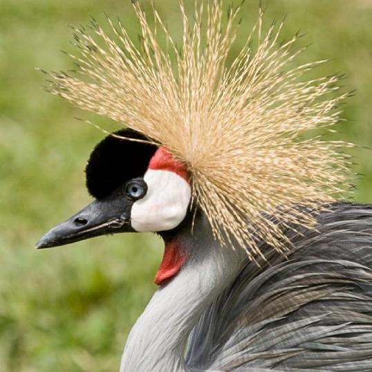 ESCAPEUGANDA's profile picture. Gorilla Safaris, Birding Tours, Wildlife  Tours in Uganda and Rwanda. Car Hire Services and Ticketing