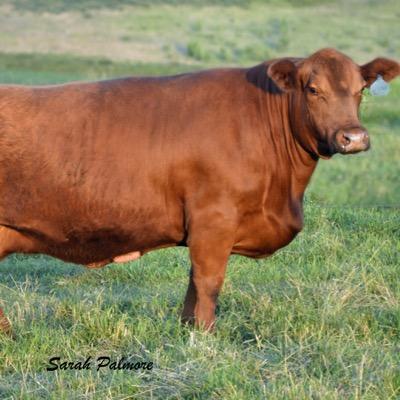 JohnBoyum's profile picture. farming, hunting, cows are my passions and love my friends and family.