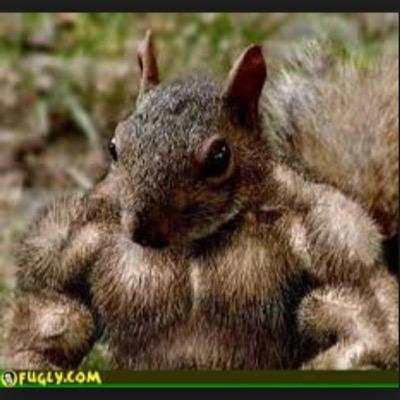 Just your average squirrel with bigger nuts than you.