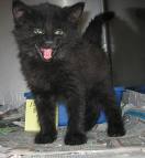 jazzthemaniccat's profile picture. Im just a trouble making kitten who sneaks onto the internet when no one is around.