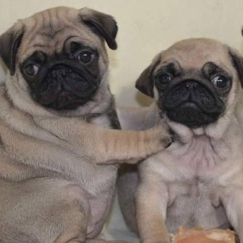 Puggybuggy2356's profile picture. 