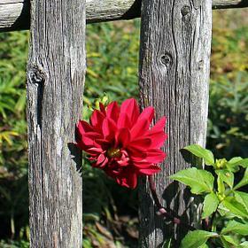Mon petit blog sur le jardin et le jardinage ;-) #jardin #jardinage #jardinier